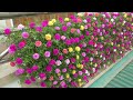 Creative Balcony Garden, Turn Your Balcony Into A Beautiful Garden With Plastic Bottles