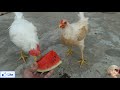 What to Feed Chickens || What do Chickens Eat