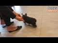 🐶Definitely! I started with Dasom's training...😅[Maltese & Yorkshire Terrier]