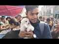 Galiff Street Pet Market Kolkata | dog market in kolkata | Dog Price | Gallif street kolkata | Dogs