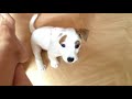 Funny Jack Russell Terrier with her puppies