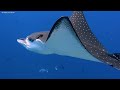 The Ocean 4K - The Best 4K Sea Animals for Relaxation - Underwater Wonders - Relaxing Music