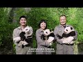 《守護大熊貓之福寶誕生記 Guardians Of The Panda - The Chronicle of FuBao's Birth》