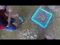 How to Find Thousands of Fossilized Shark Teeth. Shark Tooth Hunting Sifting. Venice Caspersen Beach