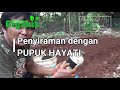 Langkah Menanam Sendiri Kangkung Cabut Organik Di Pekarangan #PART.1