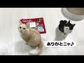 全自動ハイテク便所戦争勃発！真の便所マスターはどっちだ！？【PetSnowy 全自動猫トイレ】