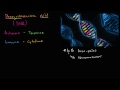 DNA | Biomolecules | MCAT | Khan Academy