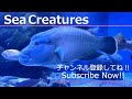 【4K Japan Aquarium】Silver moony【Subscribe Now】