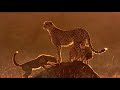 Little Cheetah Cub Climbs BIG Tree | Little Big Cat | BBC Earth Kids