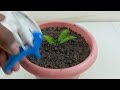 Propagate orange trees from orange fruits with water// Grow orange tree use natural rooting hormone