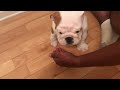 Tubby - puppy bulldog, belly rubs and kisses