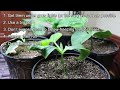 Seedling Care 🌱 | Giant Pumpkin Beginner Tips
