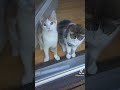 Cute Kittens are not allowed to go outside