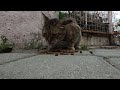 Tabby cat meowing very loudly is very hungry