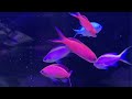 パープルクイーンアンティアス、オオテンハナゴイ、シマヤッコ、混泳水槽（Purple Queen Anthias, Princess Anthias, Multi-Barred Angelfish)