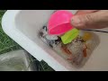 Incredible Catching Fancy Ornamental Catfish in Colorful Eggs, Koi, Angelfish, Guppies