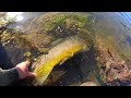 Catching a TIGER TROUT of a LIFETIME!! (He Won’t Fit in the Net!!)