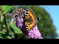 Butterflies and Flowers - 1 Hour Nature Meditation with Soothing Music