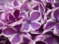 Lilacs - Mason Jennings Cover