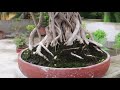 बरगद  बोनसाई (Banyan Bonsai) | Ficus Benghalensis Bonsai