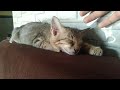 kucing berpose lucu saat tidur #viral #viralvideo #video#dog #kucinglucu #kitten