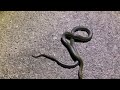 Generic Stillwater Herping Video October 2020