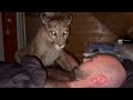 Sleeping with a Puma! Puma Messi wakes up his owner with a loud purr. Hungry days bring new tricks.