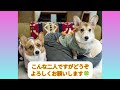 【ご報告】コーギーフェスティバル2024アンバサダーに就任しました！子犬大興奮