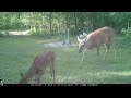 Chequamegon-Nicolet National Forest  - Game Trail Camera Videos