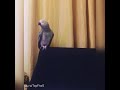 Звезда - говорящий попугай Тимоша