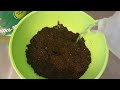 How to Grow Portobello Mushrooms | Agaricus Bisporus Cultivation Step by Step