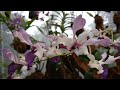 Orchid flower || Beautiful indoor flower || great idea for home decoration