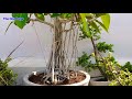 How to make Bonsai for free | Banyan Tree Bonsai, Banyan Cuttings, Aerial roots