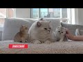 British shorthair cat Apollo hissing and protecting his kittens