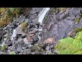 Elk falls off waterfall to her death at my feet!!!