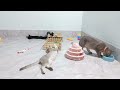 Try Not To Laugh Challenge😙Funny and Cute CAT Videos Compilation 2024😻🐈