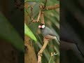 Beautiful Parrot with Yoga Music Relaxing(1)