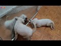 Puppies Sees Himself in the Mirror for the First Time