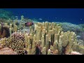 4K Deep Serenity - Relaxing Underwater Scenes & Sounds - NO LOOP - Reef Fish - Koshi Bells Music
