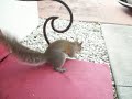 Squirrel Video #3