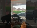 Rottweiler Extremely Happy to See Grandparents || ViralHog