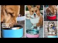 COLDEST Insulated Dog Bowl Review