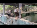 Beer drinking pigs on St. Croix USVI