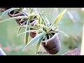 Dismantling the dog house to make a tree hanging overhead and guide to propagating spider plants