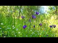 Relaxing Nature Ambience Meditation 🌾G E N T L E - B R E E Z E in a Meadow 🌾Healing Sounds of SPRING
