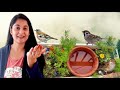 How to attract birds to your garden | गर्मियों में चिड़िया के लिए पानी कैसे रखें | #birds #gardening