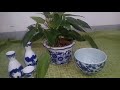4/100 Philodendron Temptation || Green Philodendron || Easy House plant for beginners