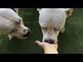 Dogs Eating Bananas for the First Time
