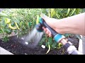 How To Refresh Old Pepper Plants And Grow More Peppers