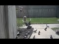 Anti pigeon bird feeder